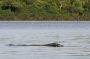 Amazonas06 - 198 * In a traditional Amazon River myth, at night a Boto becomes a handsome young man who seduces girls, impregnates them, then returns to the river in the morning to become a Boto again. This dolphin shapeshifter is called an encantado. It is said that there are hundreds of people today whose birth certificates have the Boto listed as the father. It has been suggested that the myth arose partly because dolphin genitalia bear a resemblance to that of humans. (Wikipedia)